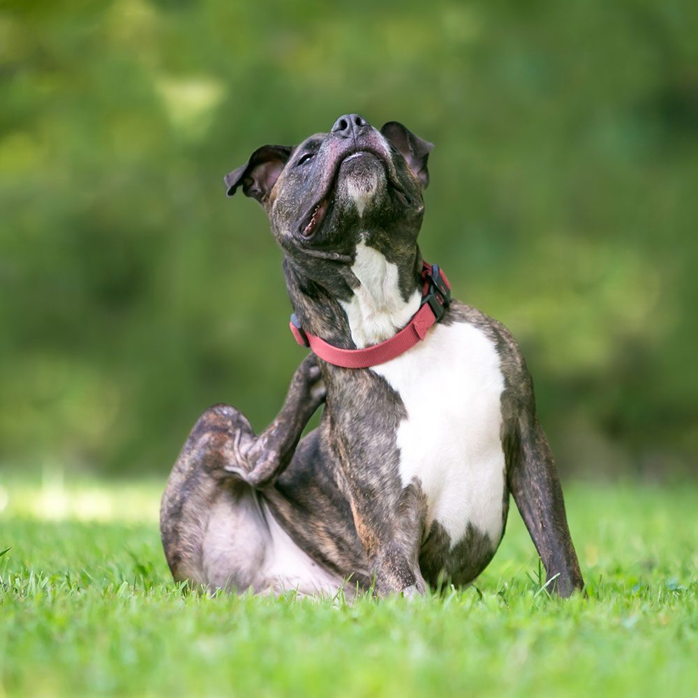 pitbull using hind leg to scratch at itchy spot on neck outdoors