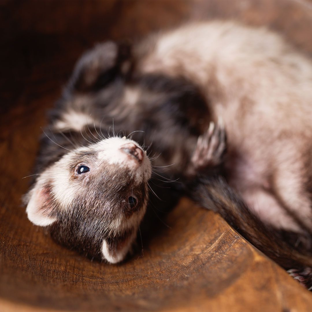 adorable ferret rolling on its back