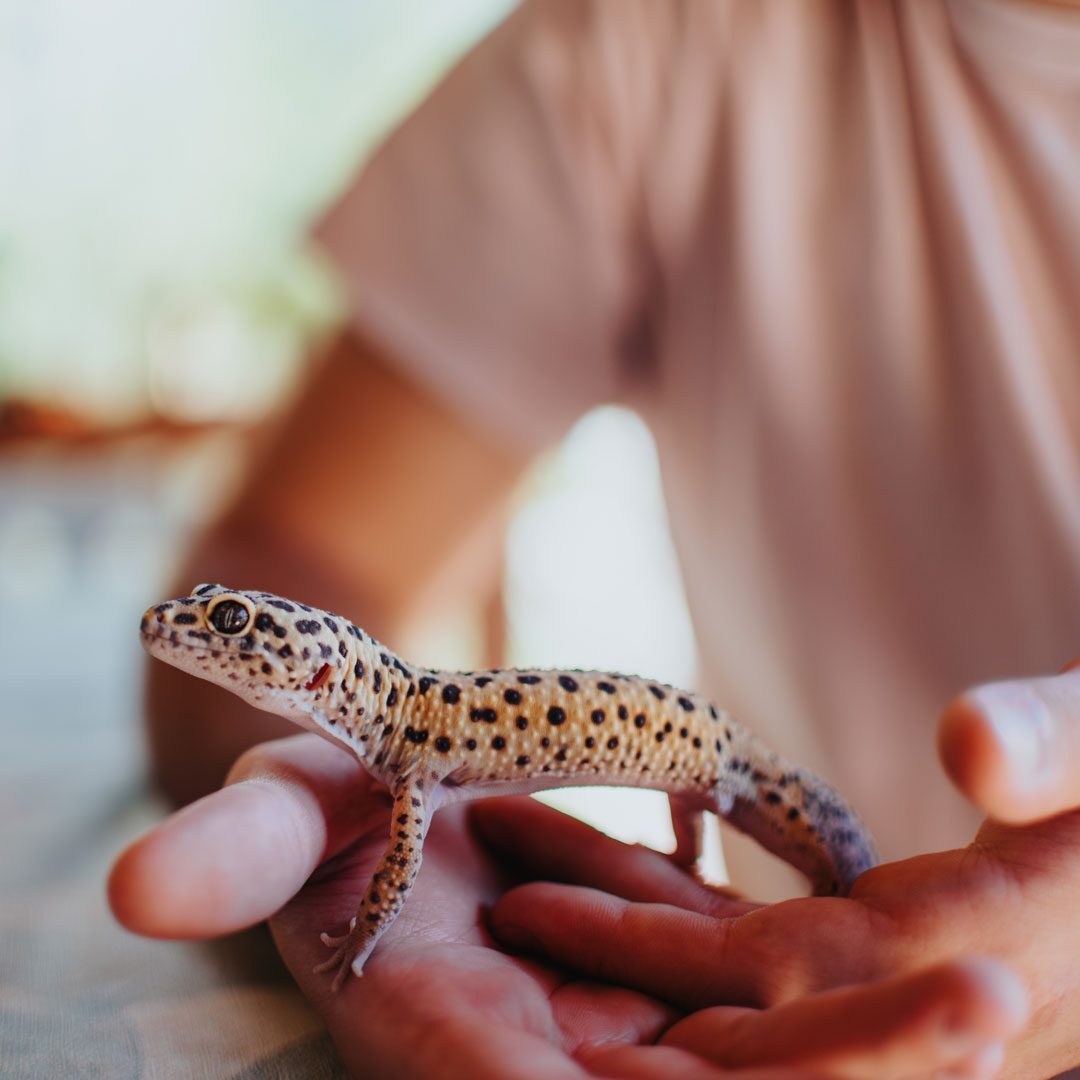 young girl holding a pet gecko