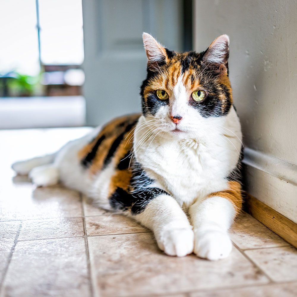 senior calico cat with green eyes lying down indoors