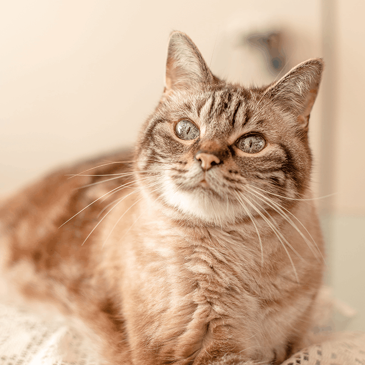 Senior Cat