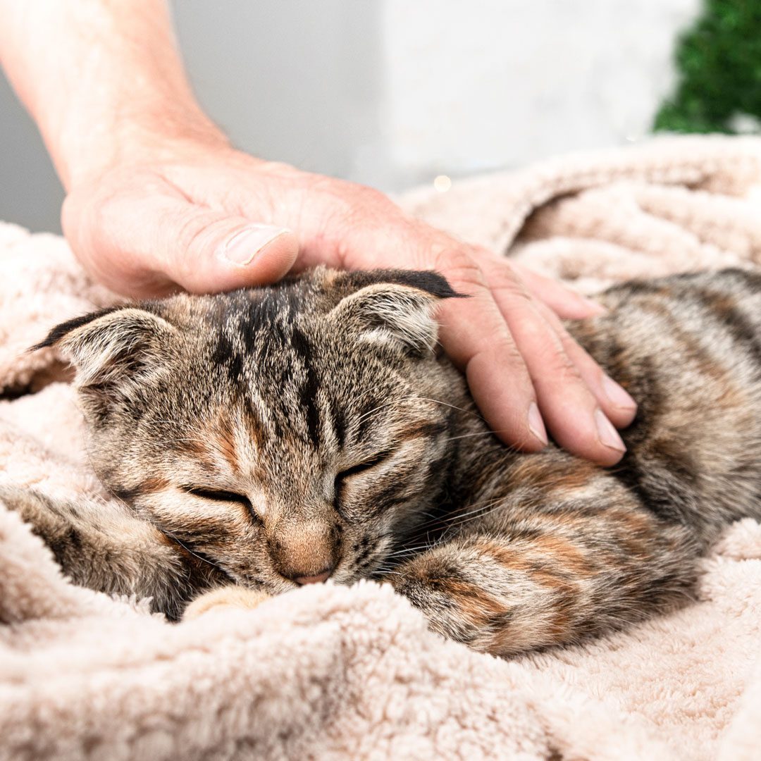 man petting a sick cat that is laying down and resting